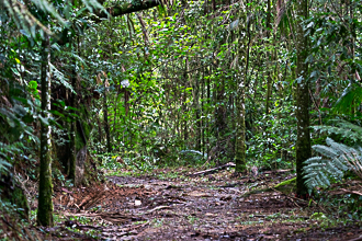 Em um cantinho da floresta
