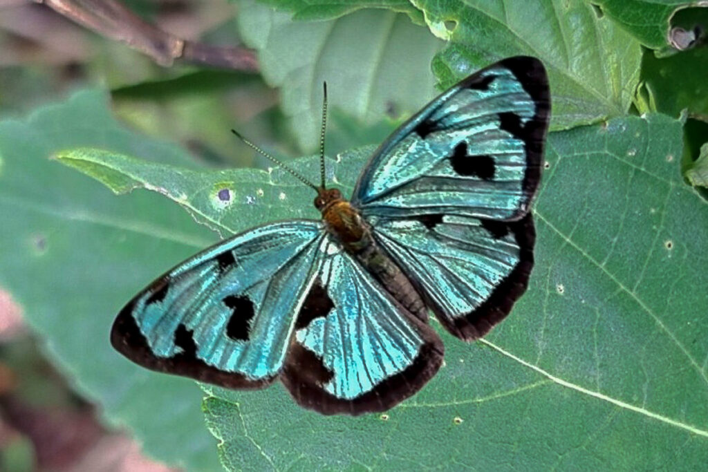 Dynamine postverta postverta