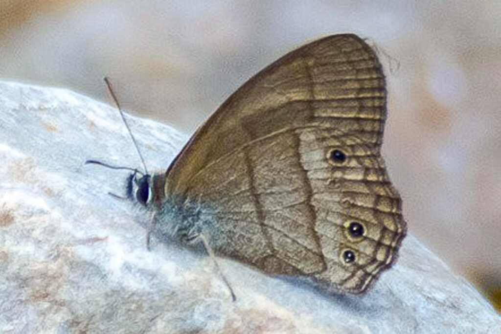 Moneuptychia castrensis