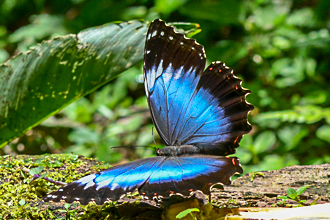 O Bailado das Morphos