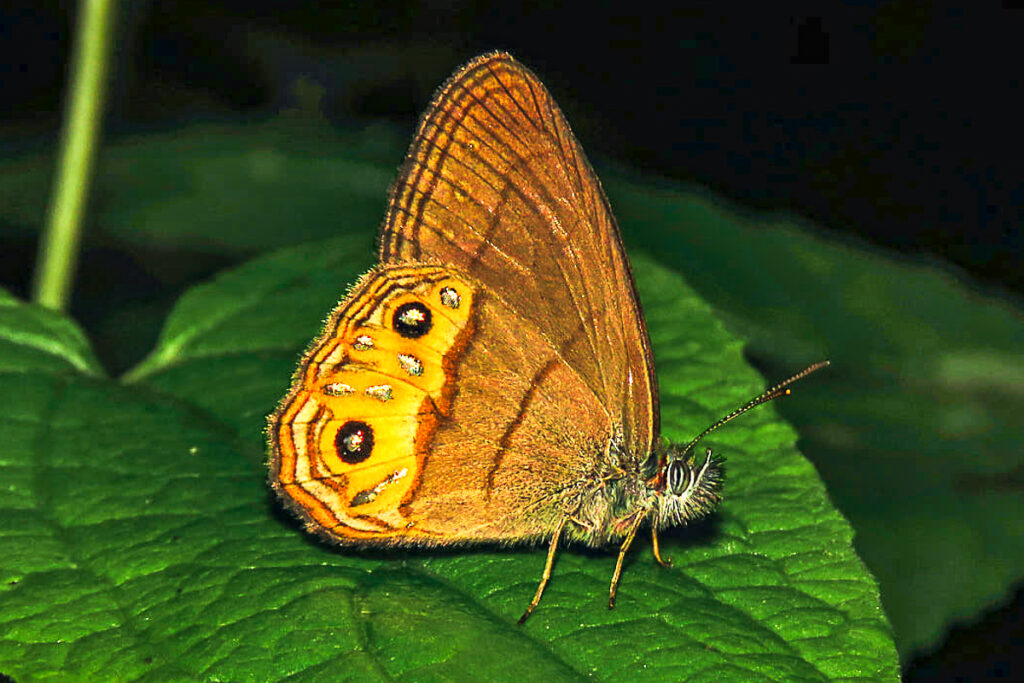 Splendeuptychia tupinamba