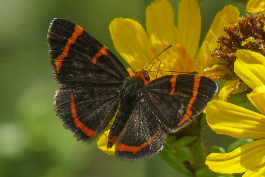 Stichelia dukinfieldia