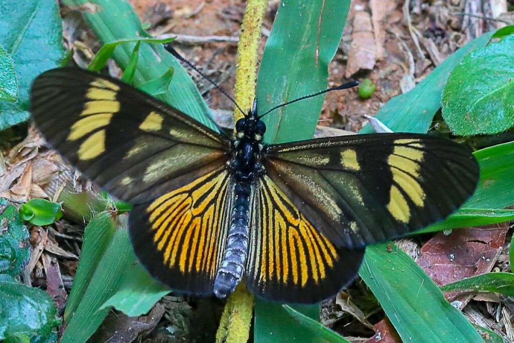 Actinote discrepans