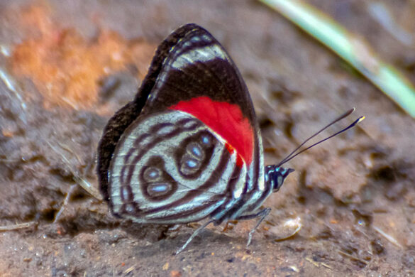 Catagramma pygas eucale
