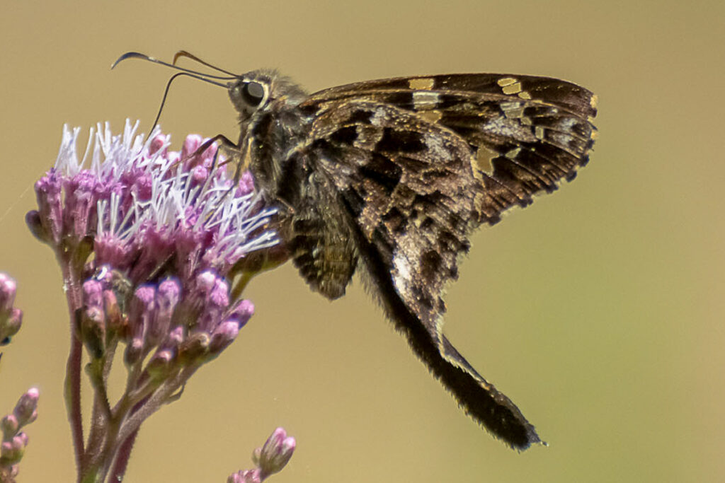 Codatractus aminias