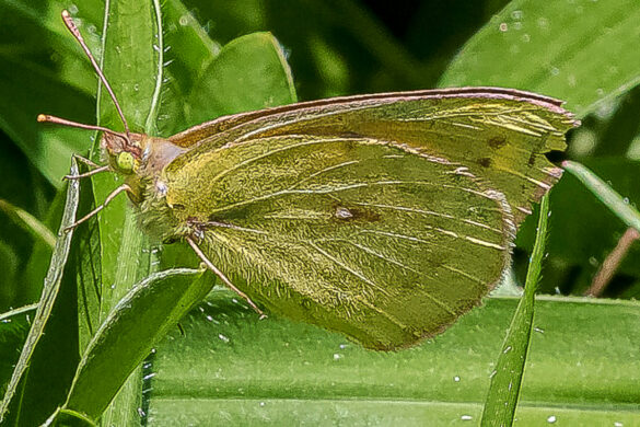 Colias lesbia mineira