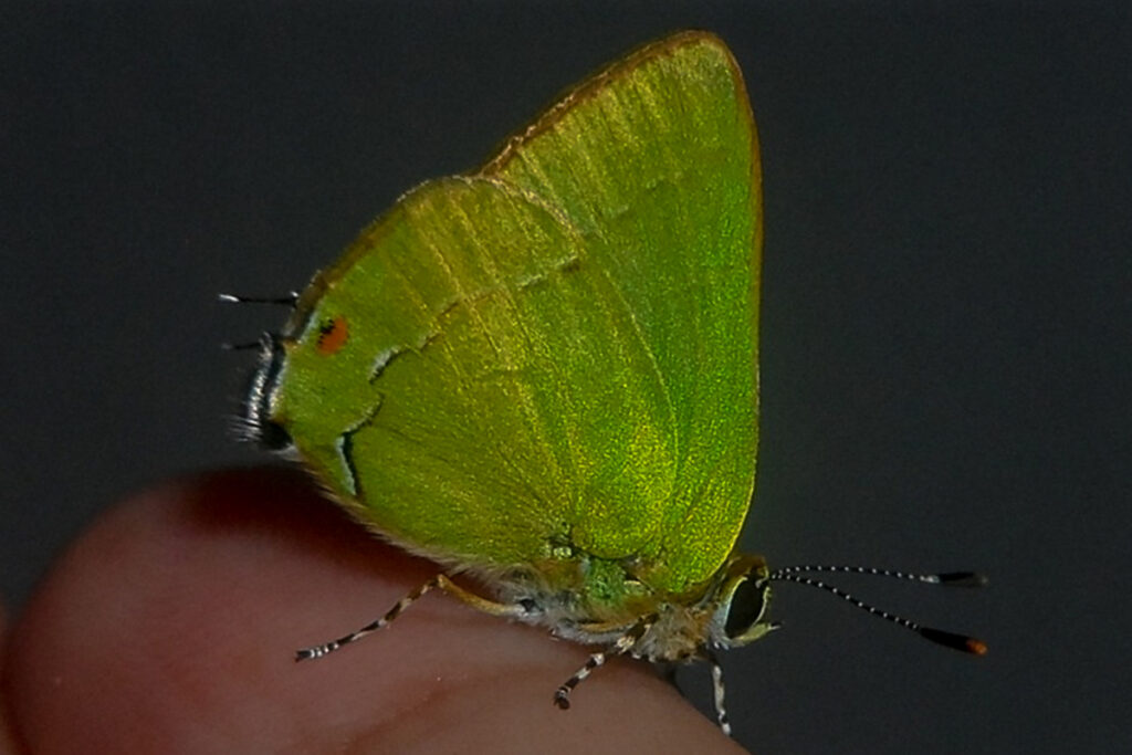 Erora lampetia