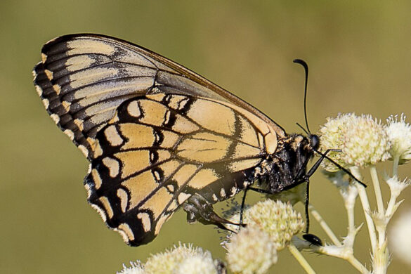 Euryades corethrus