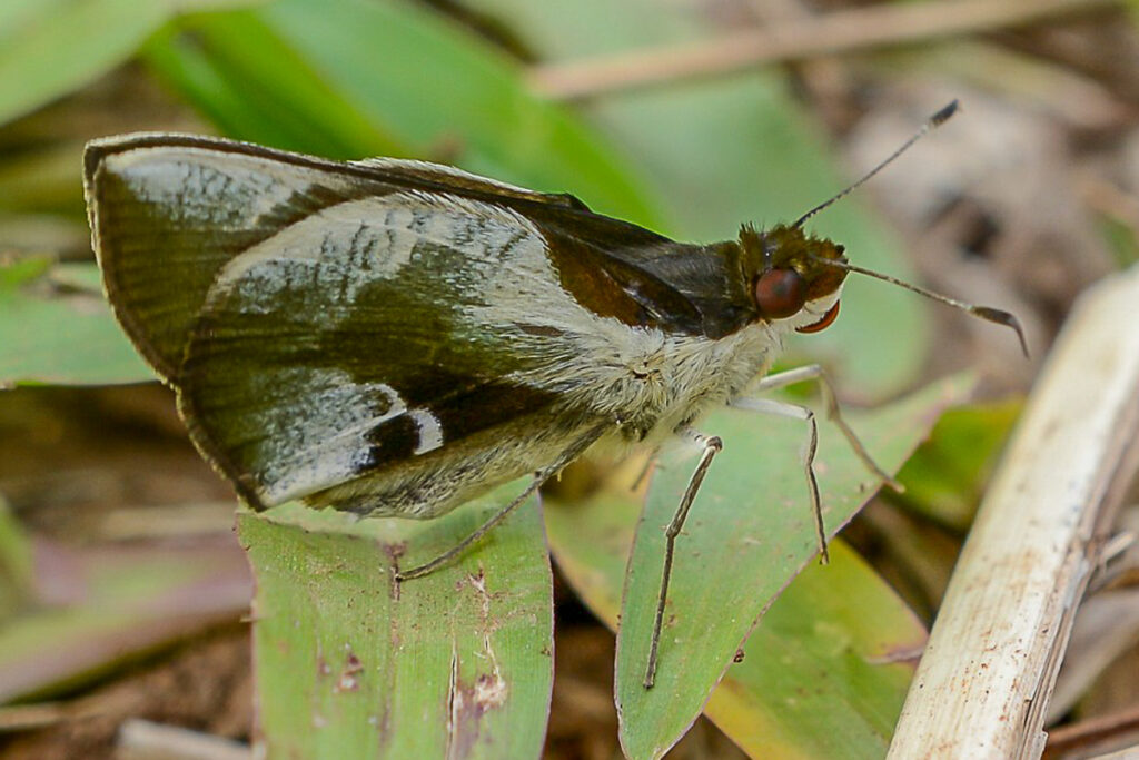 Mielkeus lucretius