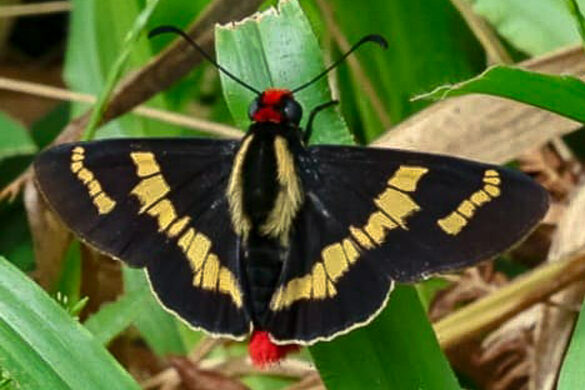Mysoria damippe