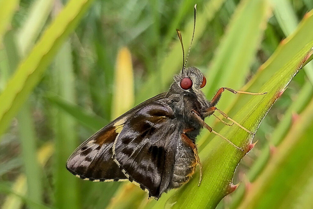 Perichares adela