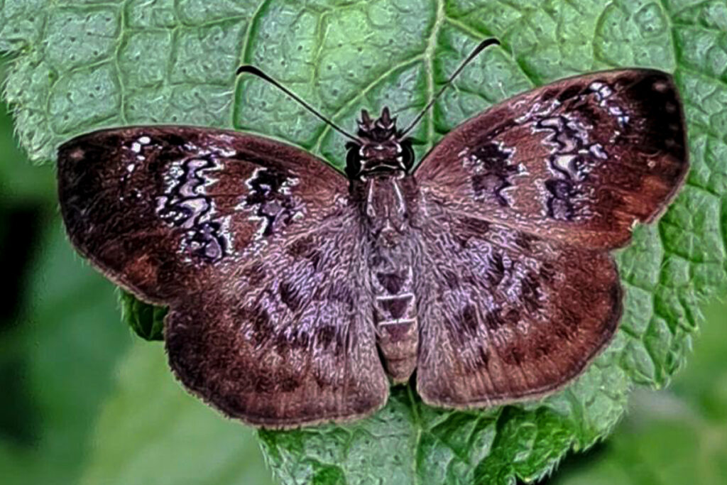 Sostrata bifasciata bifasciata