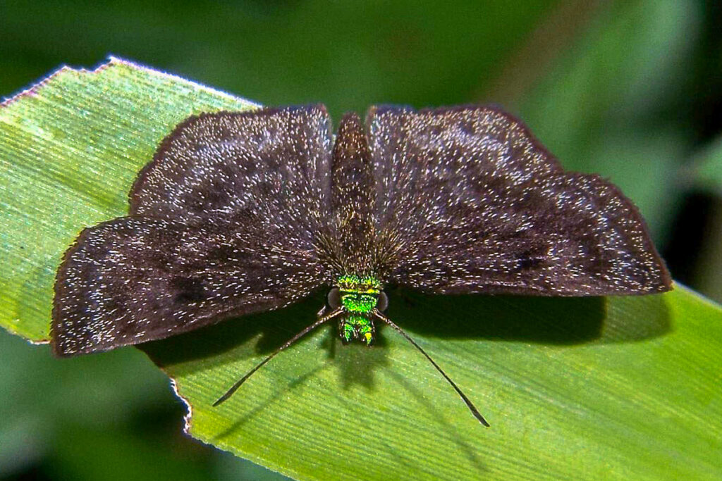 Bolla chlorocephala