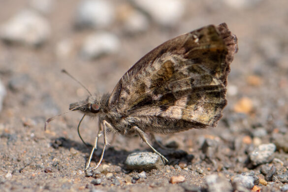 Anisochoria sublimbata