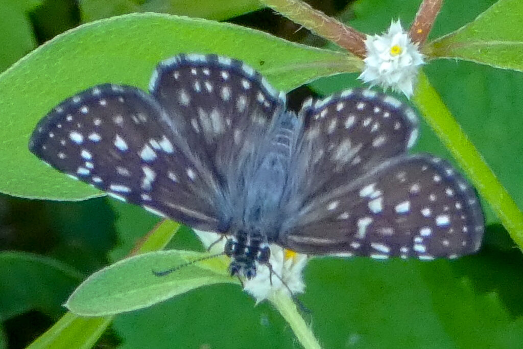 Chirgus veturius