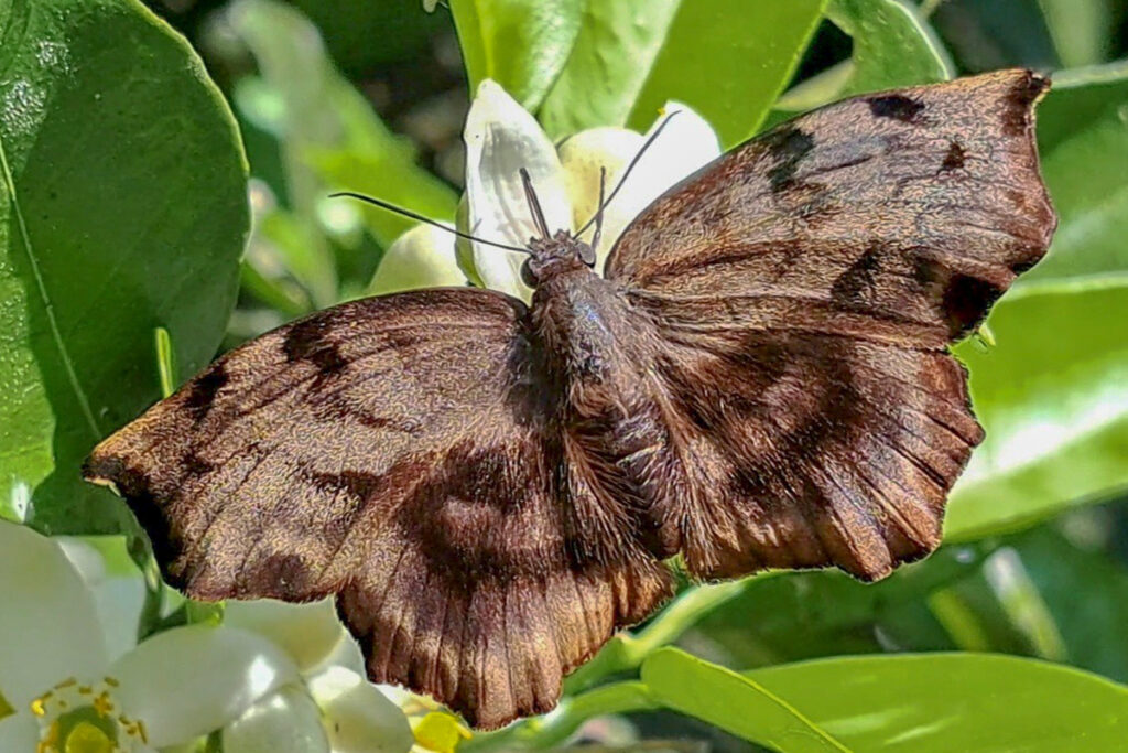 Achlyodes busirus heros
