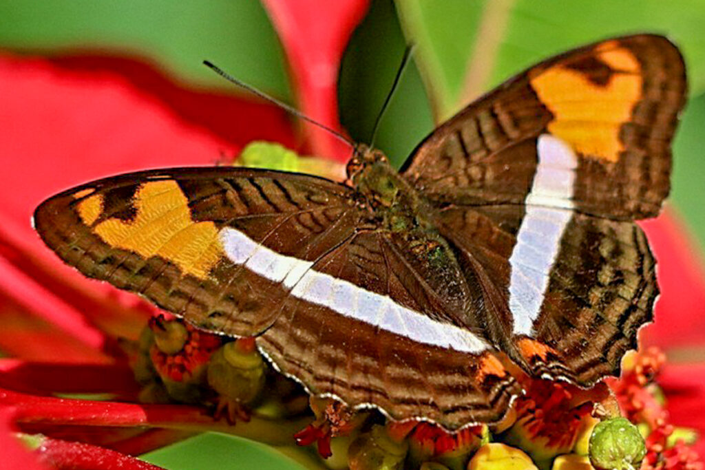 Adelpha capucinus velia