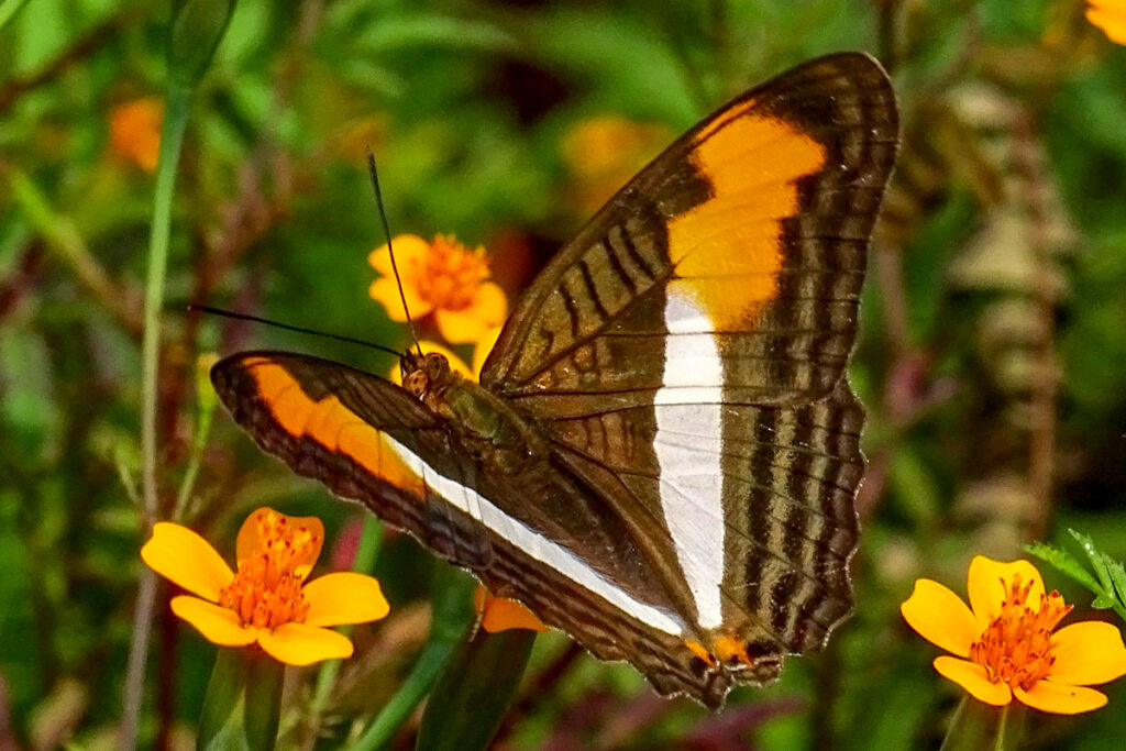 Adelpha plesaure plesaure