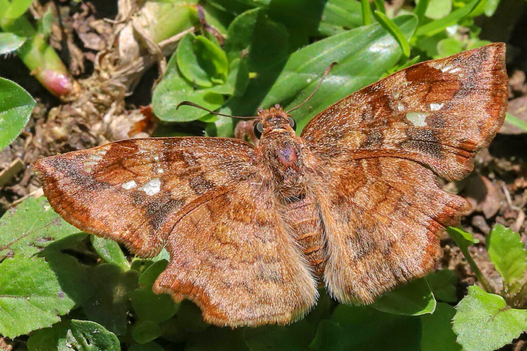 Antigonus erosus