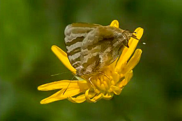 Arawacus ellida