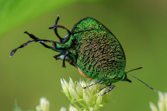 Arcas imperialis