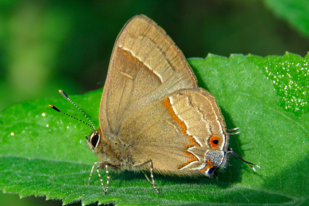 Arzecla tucumanensis