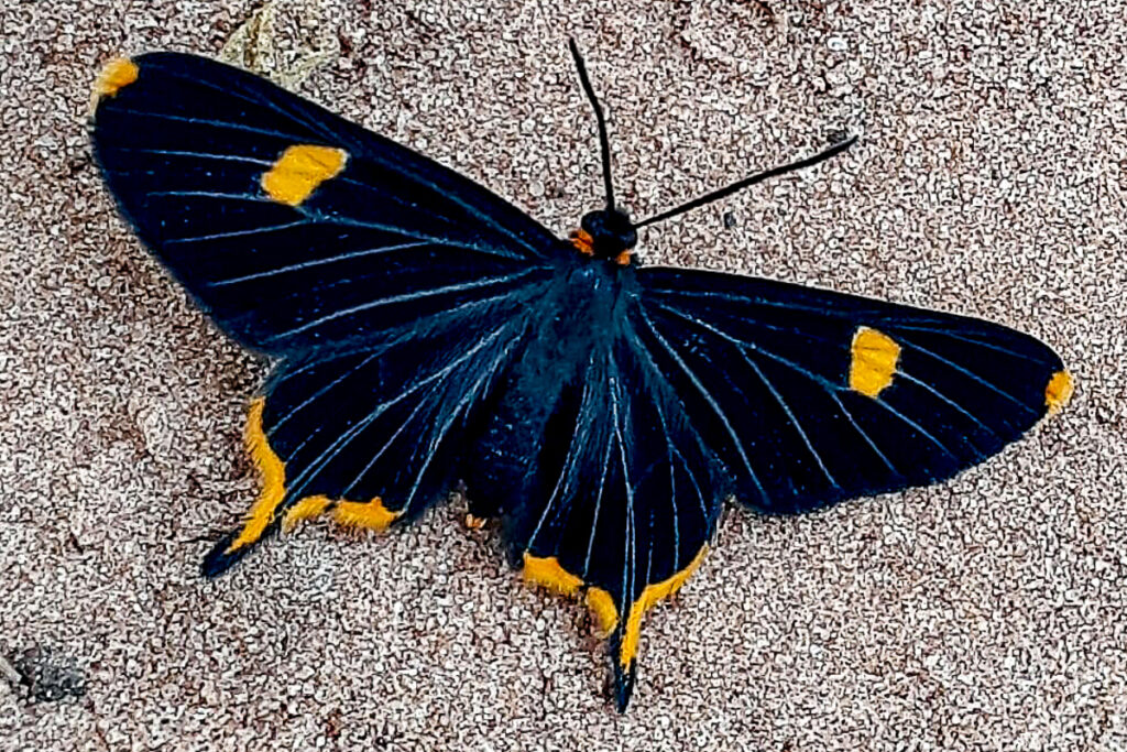 Barbicornis basilis paraopeba