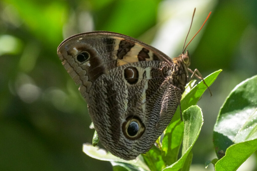 Blepolenis bassus