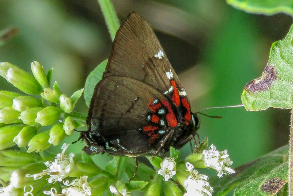 Brangas moserorum