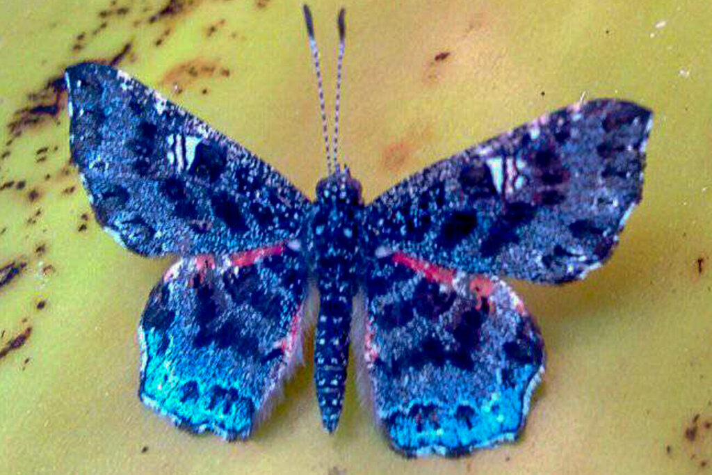 Calydna venusta morio