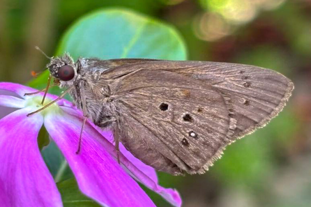 Carystus lota