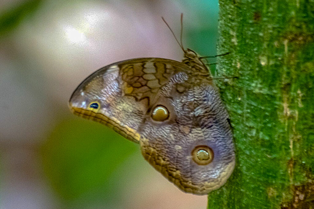 Catoblepia soranus