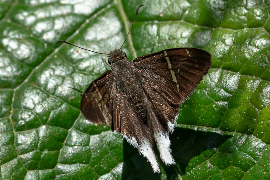 Cecropterus virescens