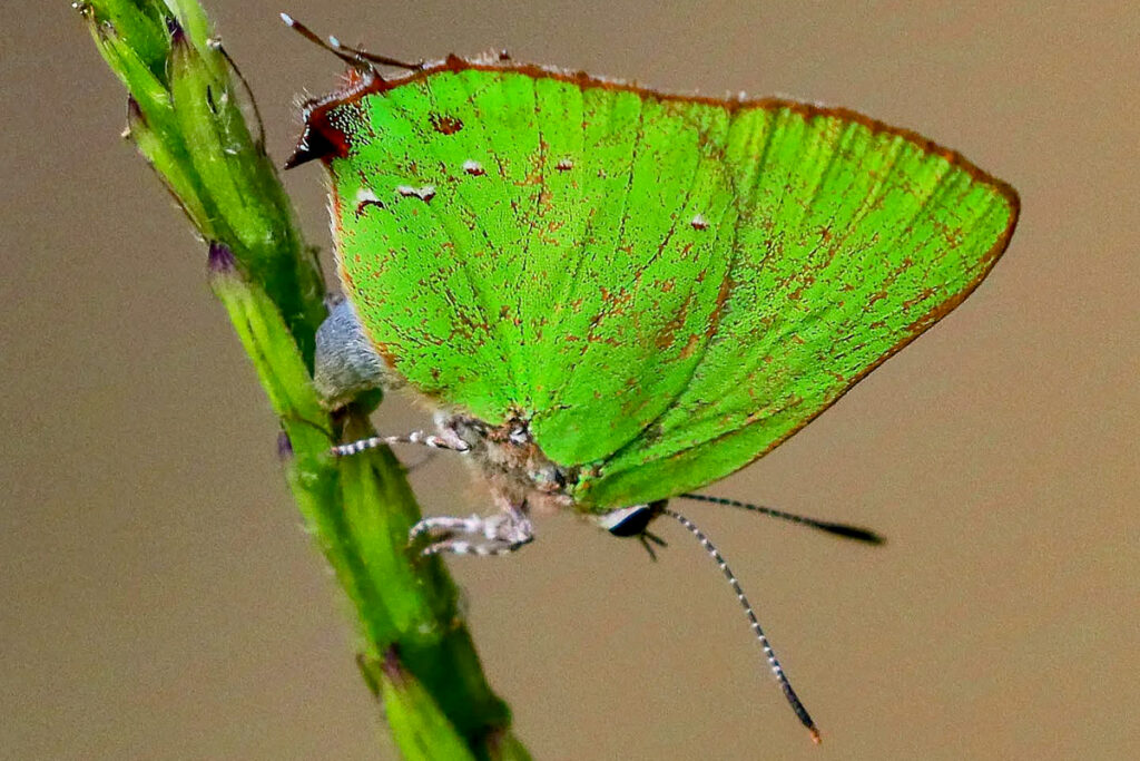 Chalybs janias