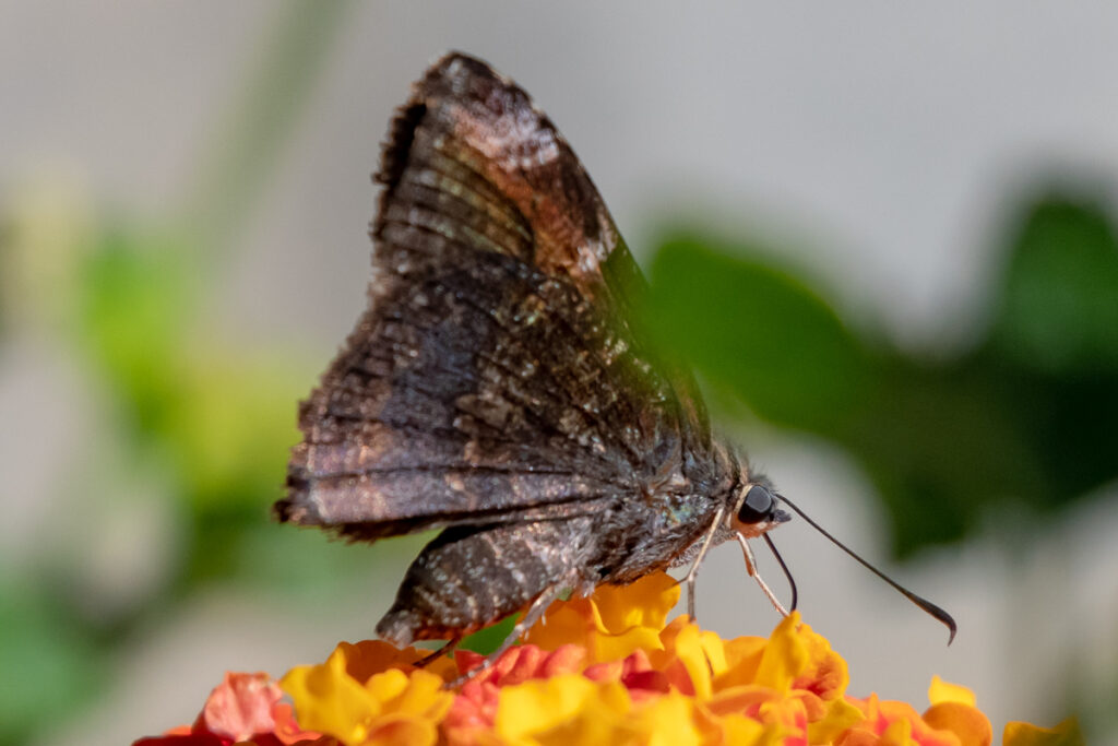 Cogia calchas
