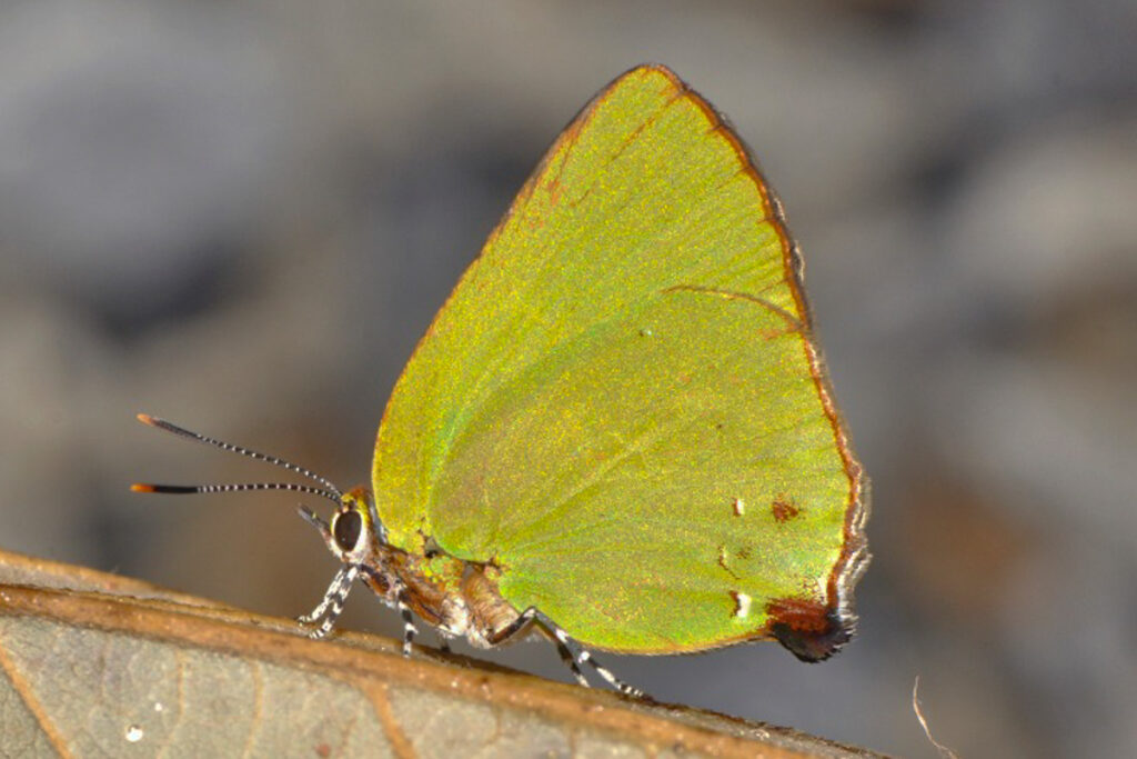 Cyanophrys amyntor