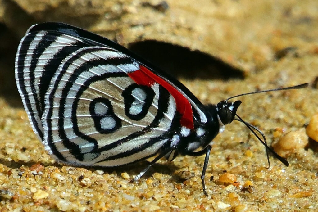 Diaethria kolyma kolyma