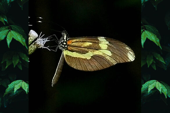 Dismorphia astyocha