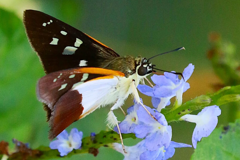 Drephalys mourei