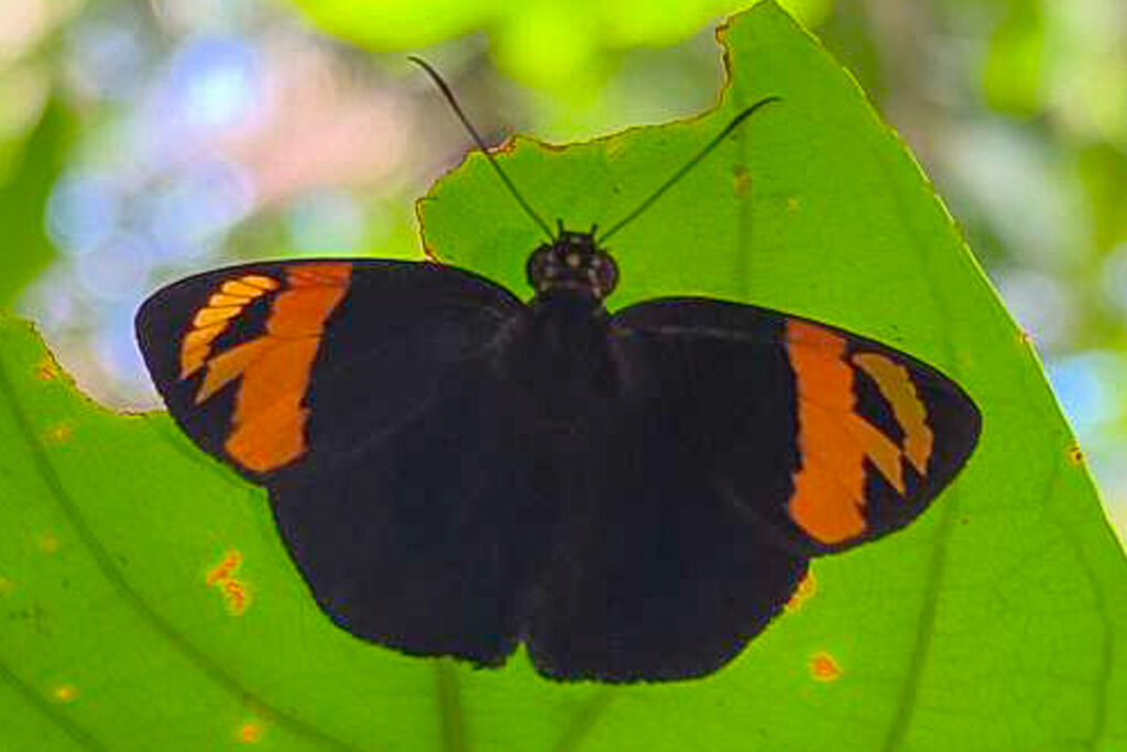 Entheus priassus priassus