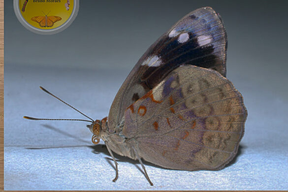 Eunica bechina magnipunctata