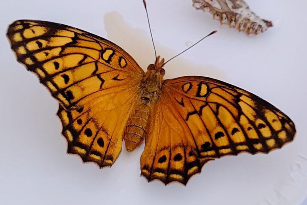 Euptoieta hegesia meridiania