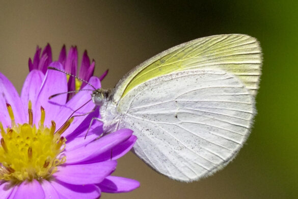 Eurema elathea flavescens