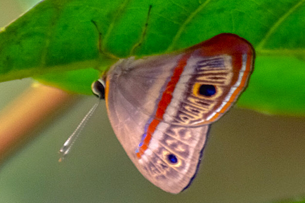Euselasia orba spectralis