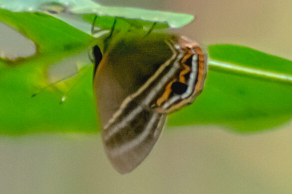 Euselasia pellos
