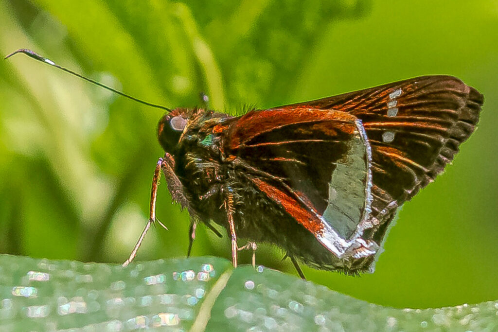 Eutychide physcella