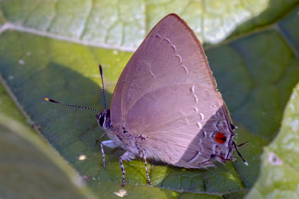Gargina panchaea