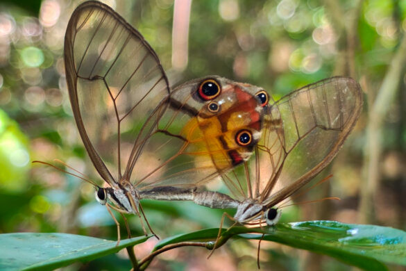 Haetera piera sanguinolenta