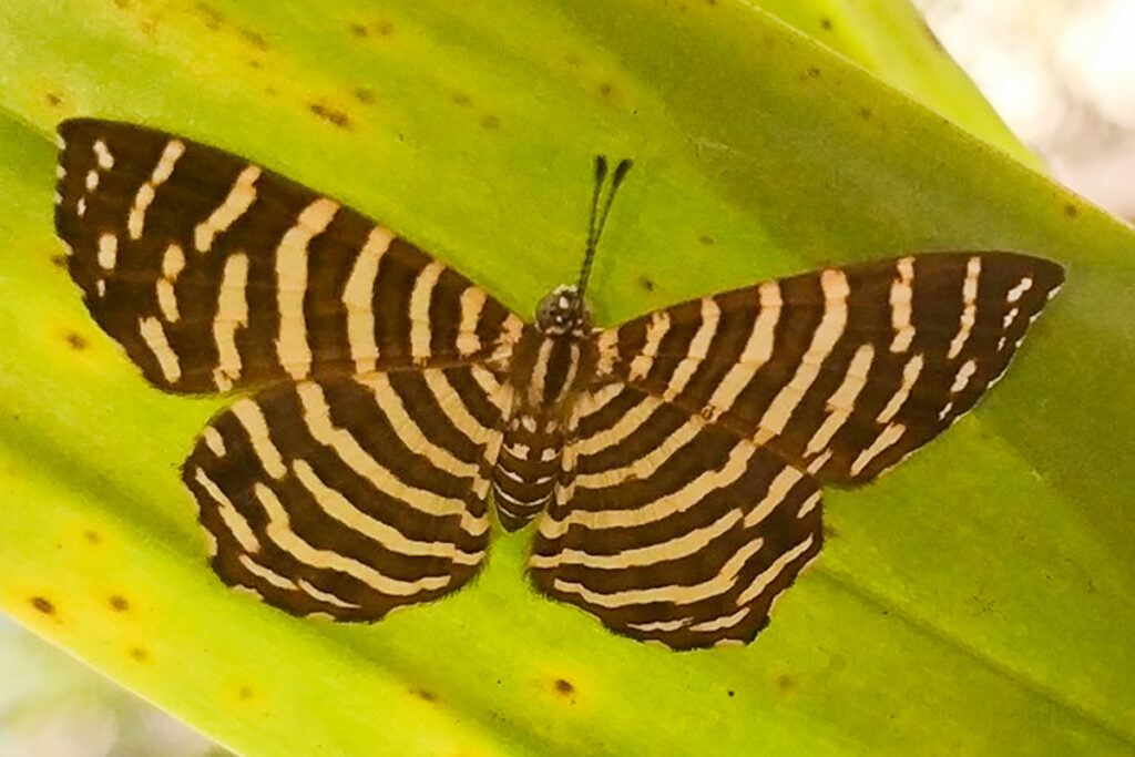 Hyphilaria thasus