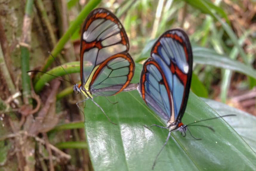 Ithomia drymo